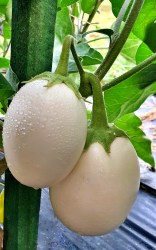 eggplant white ball5